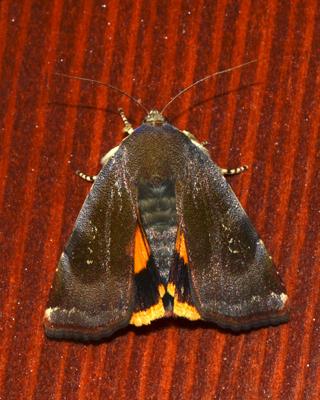 Noctuidae  Noctua janthina ?